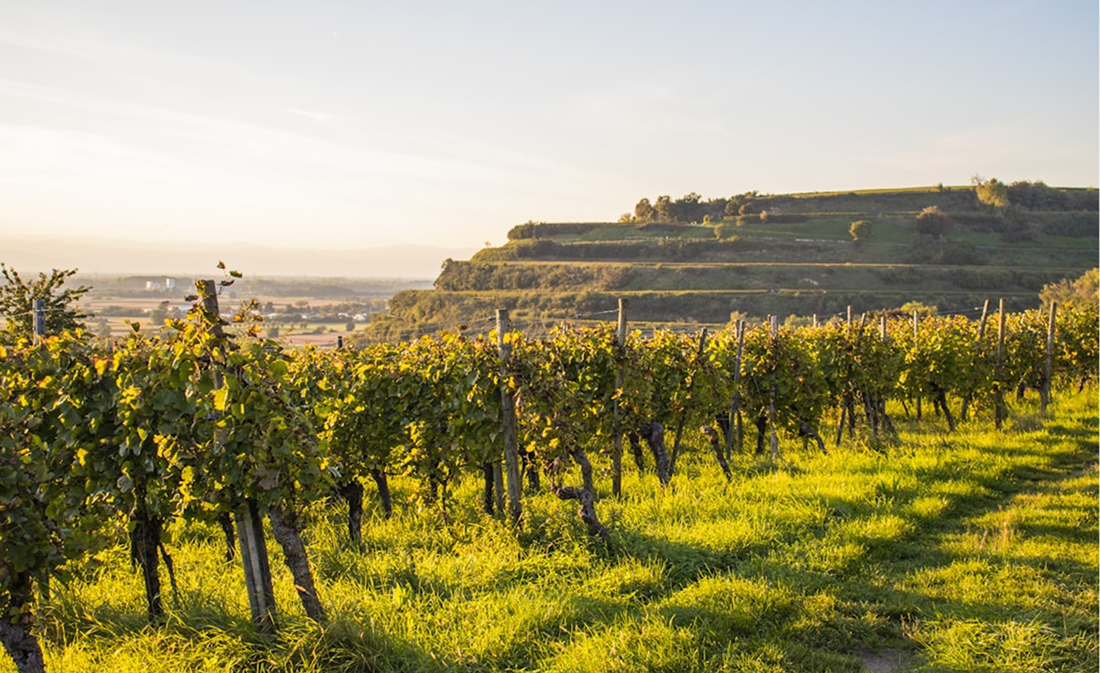 Vineyard & Heritage Tour